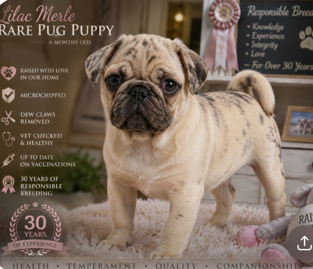 Exotic Dna tested Pug Puppy