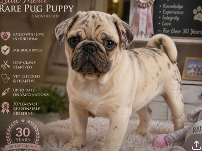 Exotic Dna tested Pug Puppy