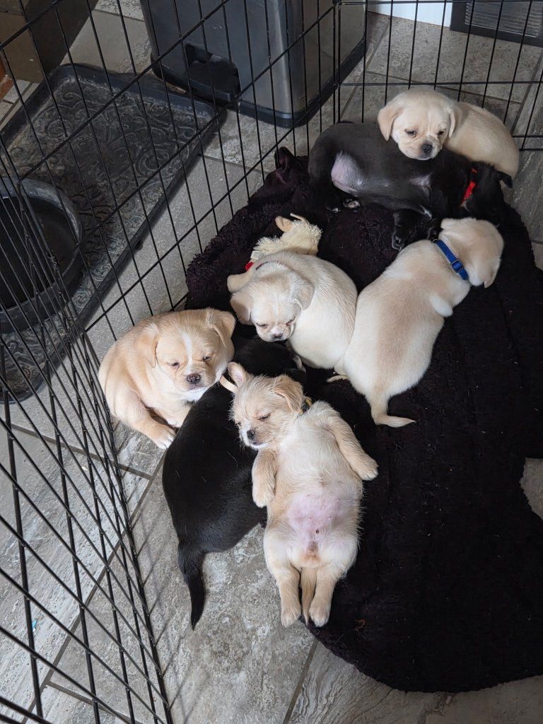 Adorable Mixed Breed Puppies Available