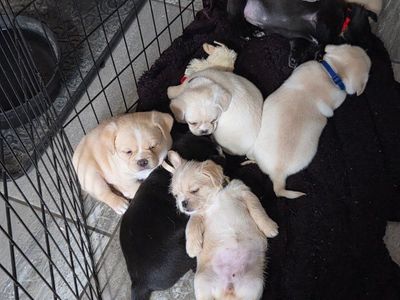 Adorable Mixed Breed Puppies Available
