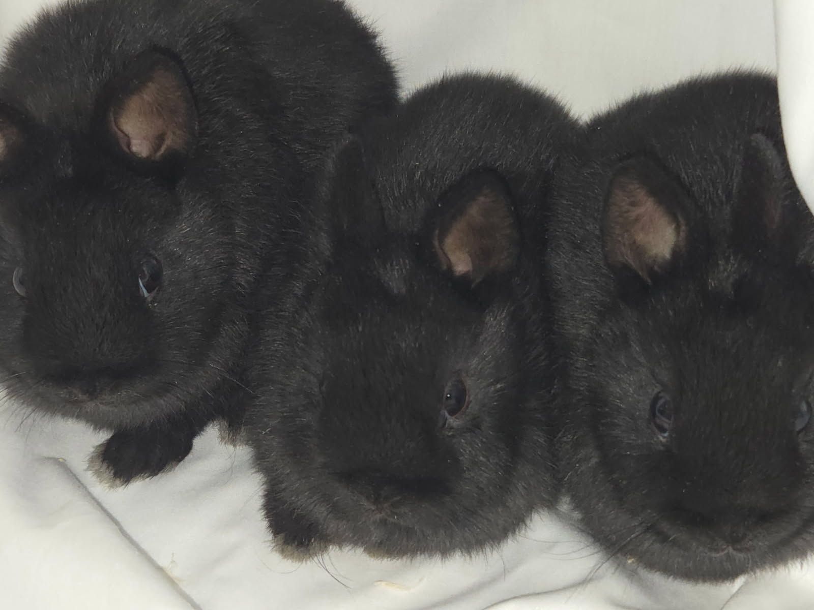 Netherland Dwarf Rabbits