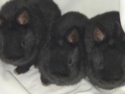 Netherland Dwarf Rabbits