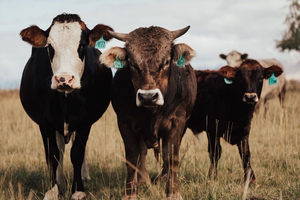 ISO Mentor To Run In Common With