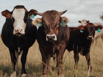 ISO Mentor To Run In Common With