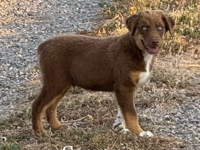 Purebred Australian Shepherd Puppies