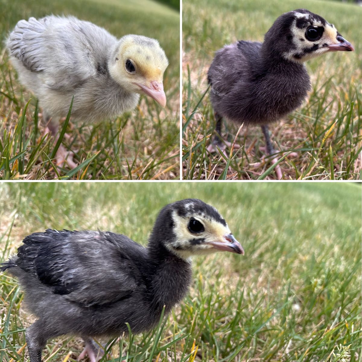 Heritage Turkey Poults