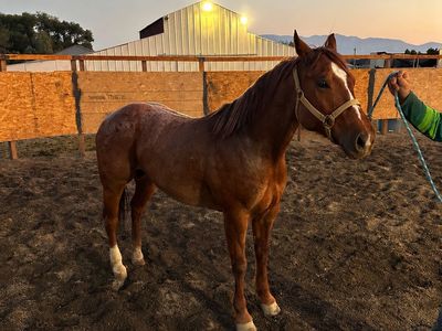 6-Year-Old Red Roan Gelding – Project Horse