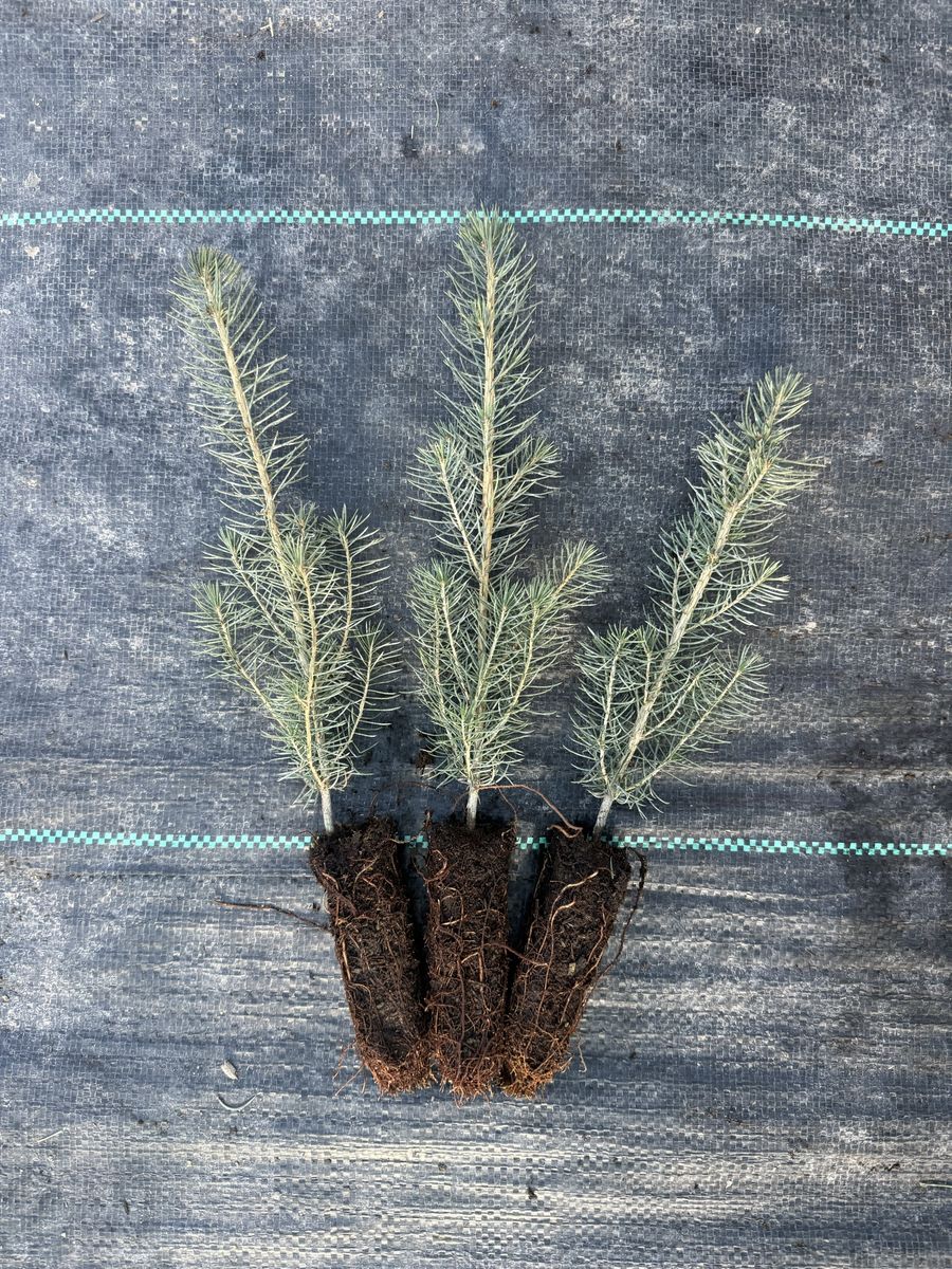 Norway Spruce Seedlings