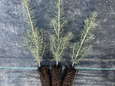 Norway Spruce Seedlings