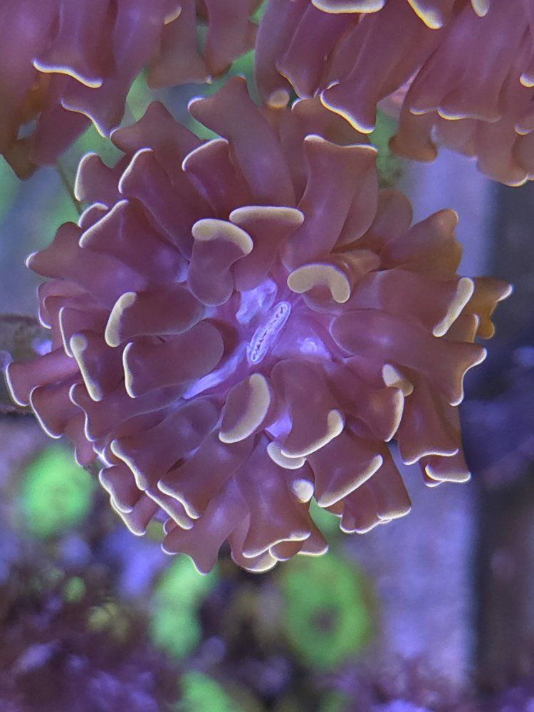 Hammers and Frogspawn