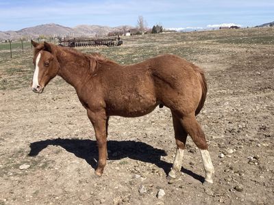 Yearling Horse Colt