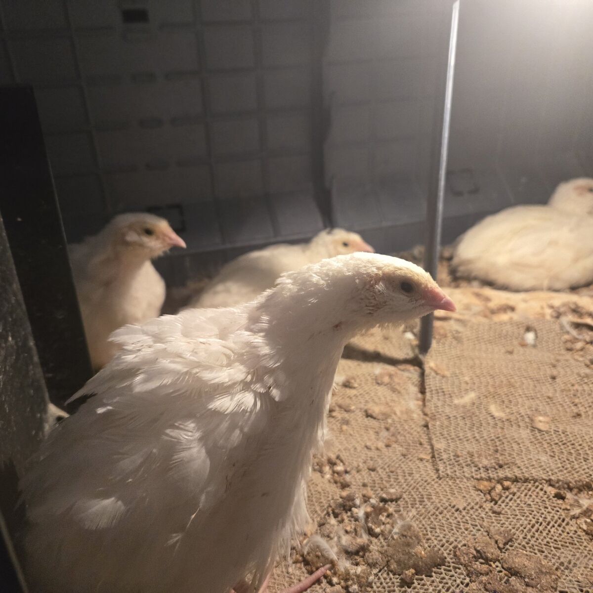 Jumbo White Xl quail
