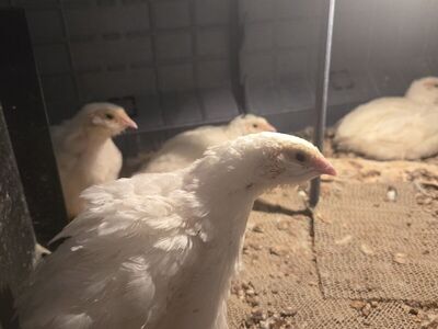 Jumbo White Xl quail