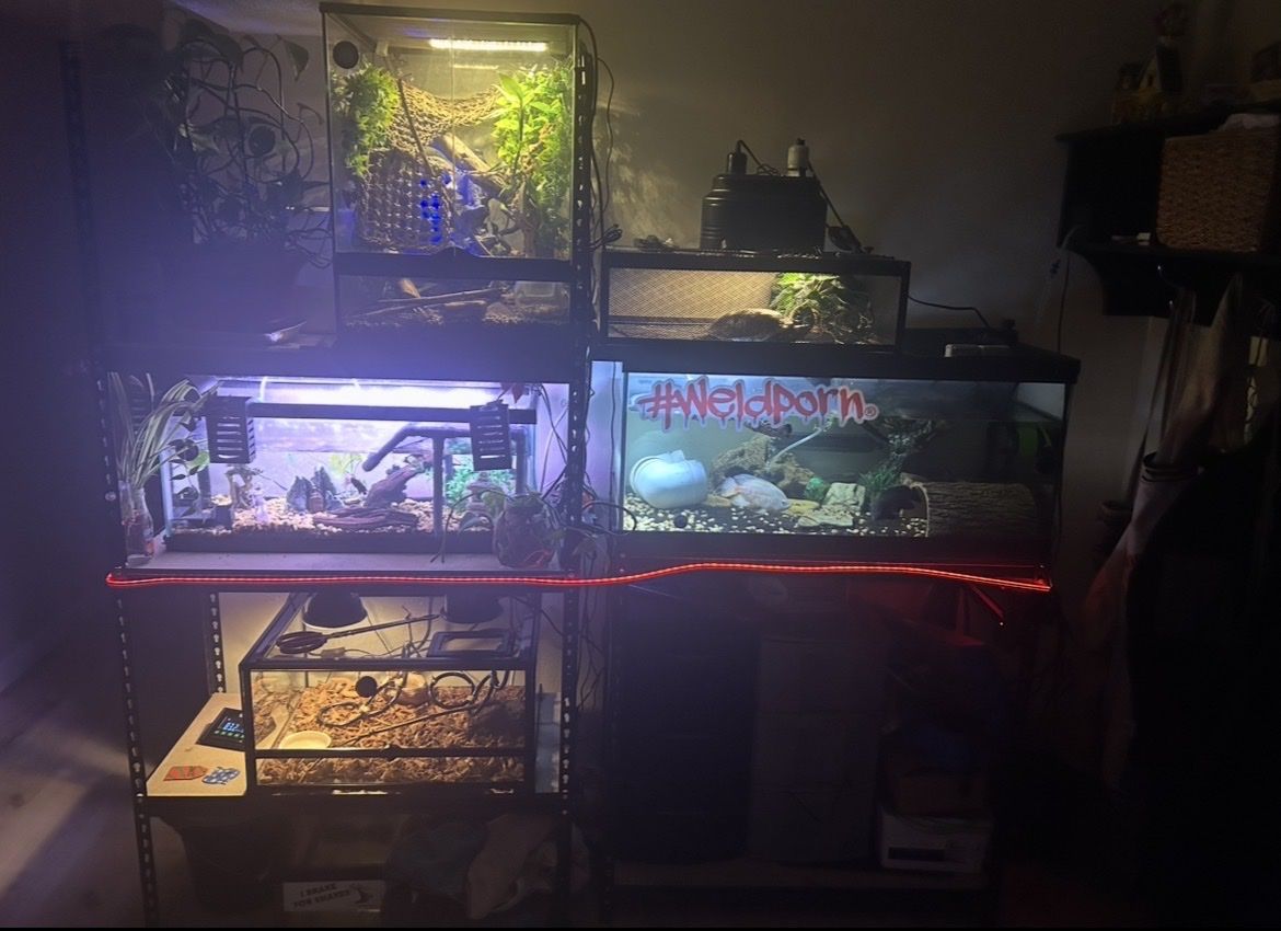 Variety of Terrariums/Aquariums for Reptiles and Fish - Great for Hobbyists