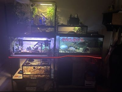 Variety of Terrariums/Aquariums for Reptiles and Fish - Great for Hobbyists