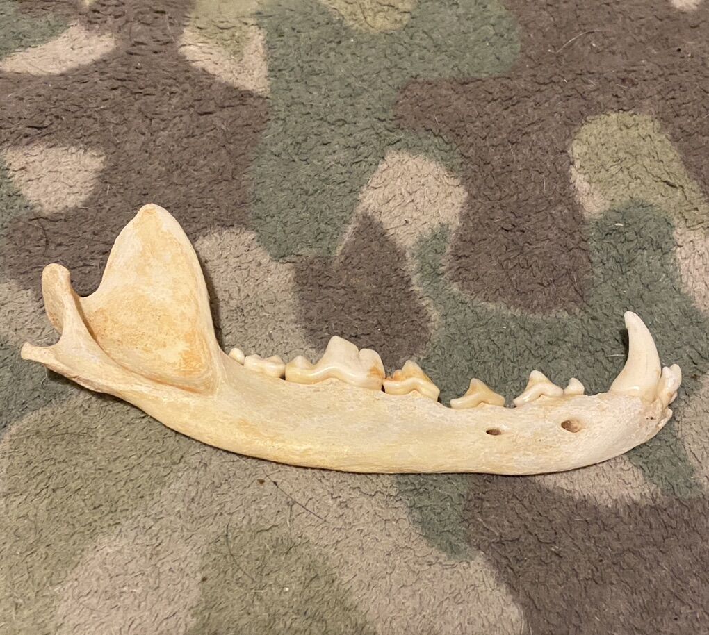 Coyote Jawbone