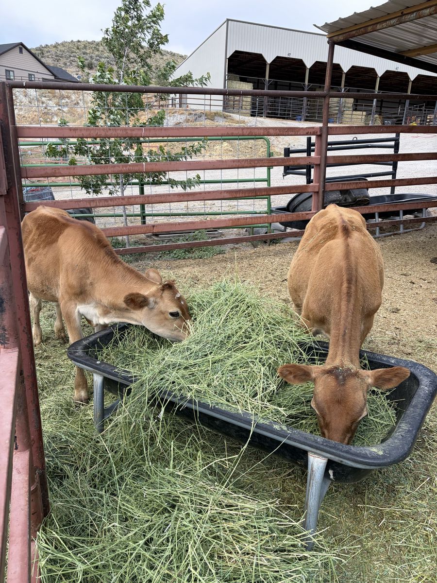 Jersey steers / Calves