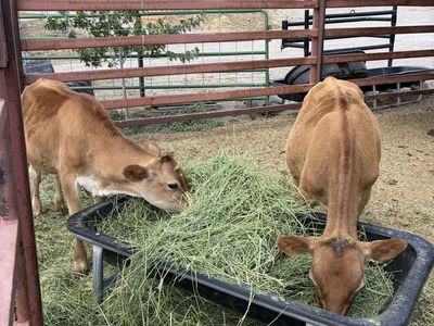 Jersey steers / Calves