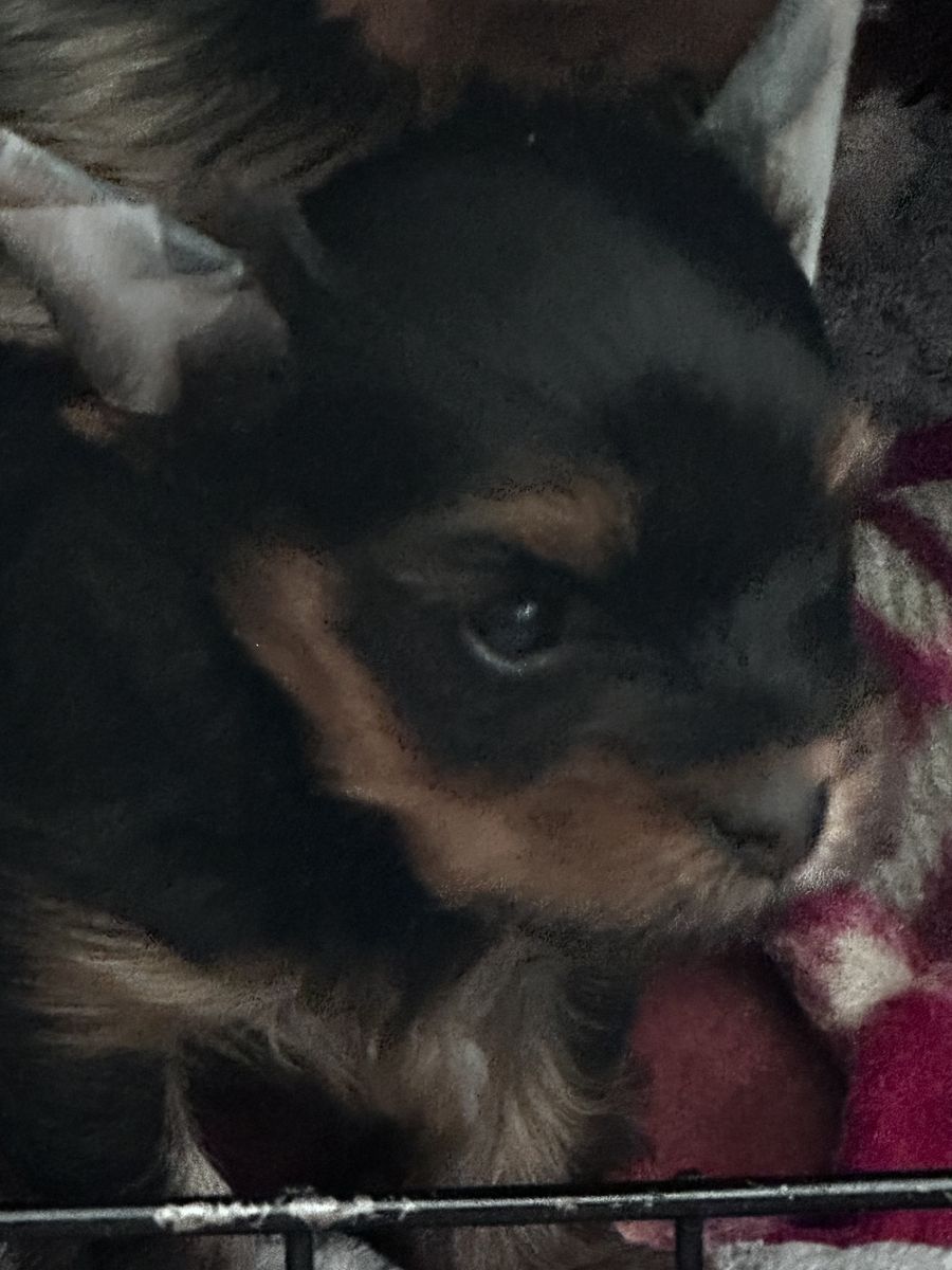 yorkie puppy