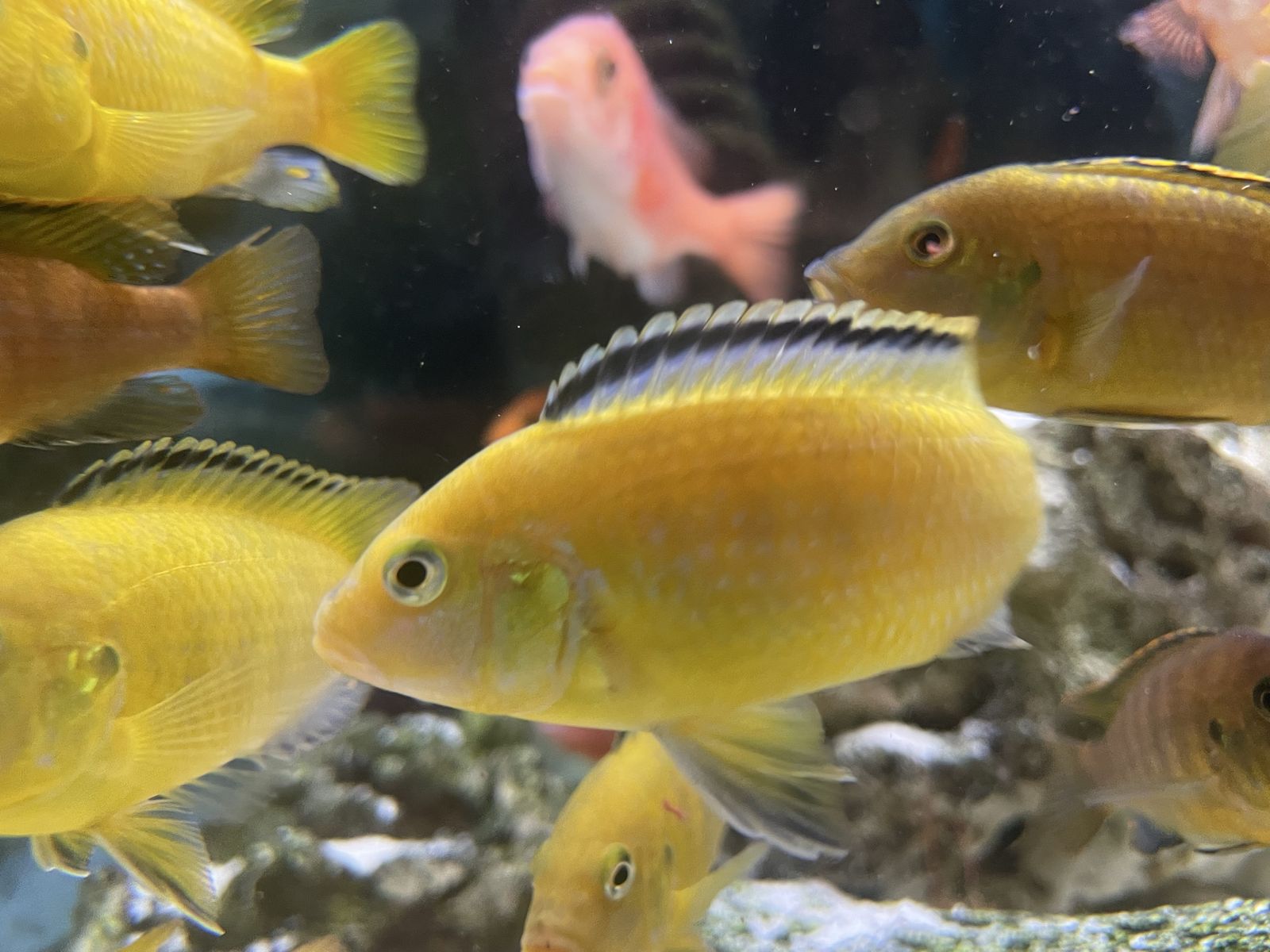 African Yellow Lab Cichlid Fish