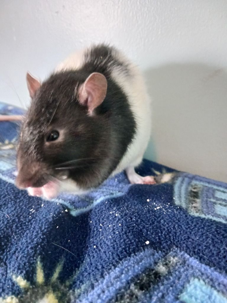 Bandit and Rascal the Pet Rats