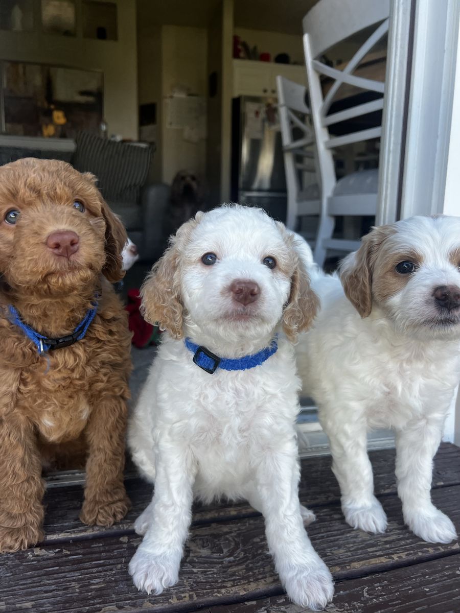 Mini Goldendoodle puppies