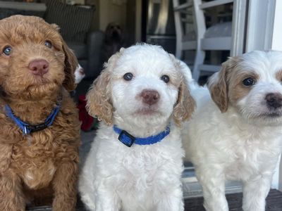 Mini Goldendoodle puppies