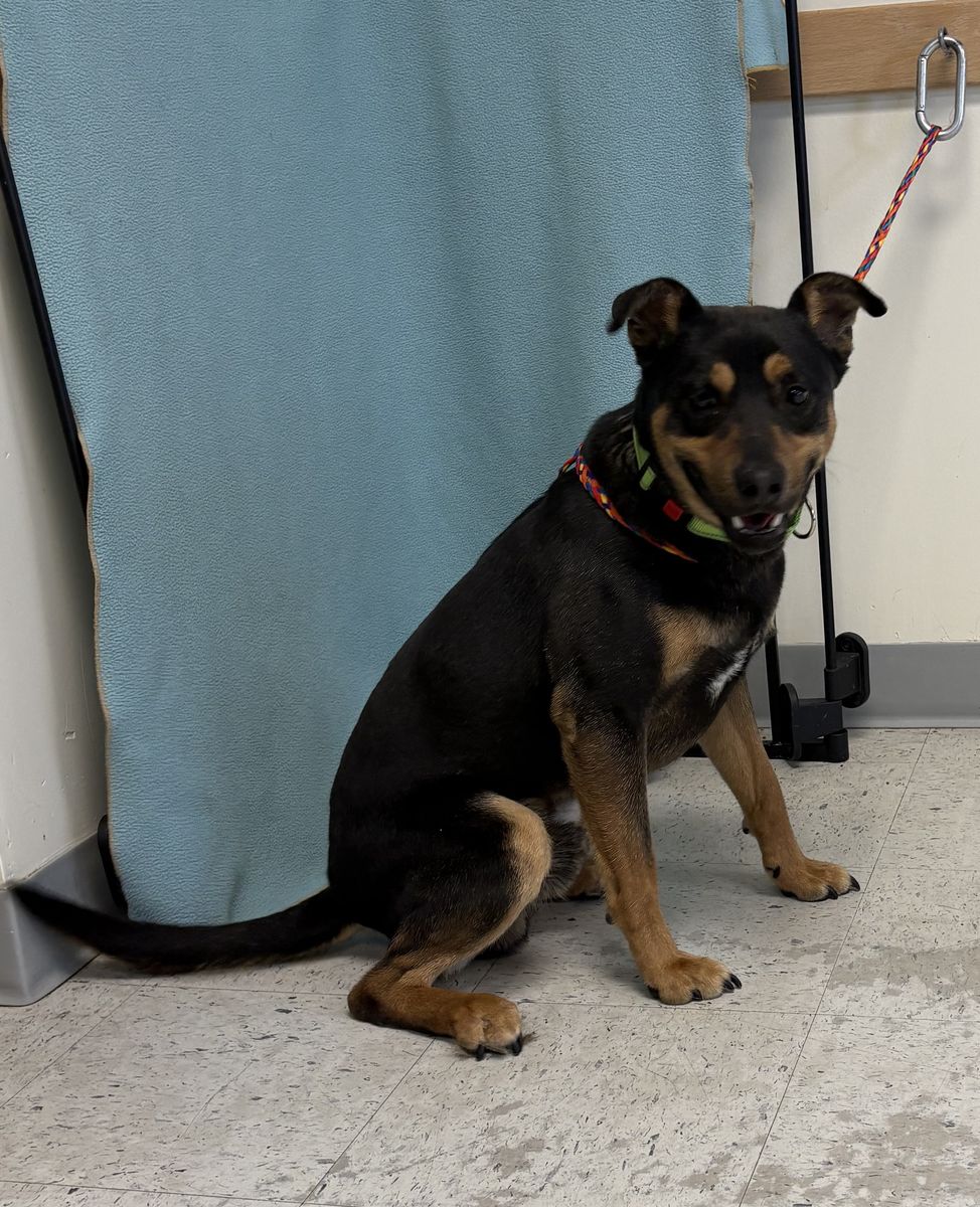 A162898 Amarillo Available for Adoption!