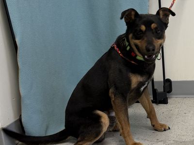 A162898 Amarillo Available for Adoption!