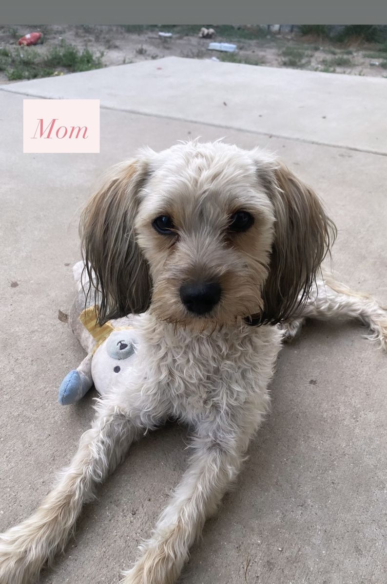 Adorable 8-Week Schnoodle/Malshi Puppies - Ready for Their Forever Home!
