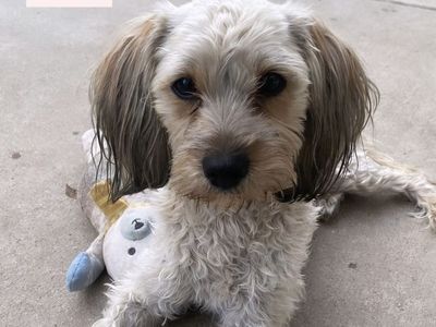 Adorable 8-Week Schnoodle/Malshi Puppies - Ready for Their Forever Home!