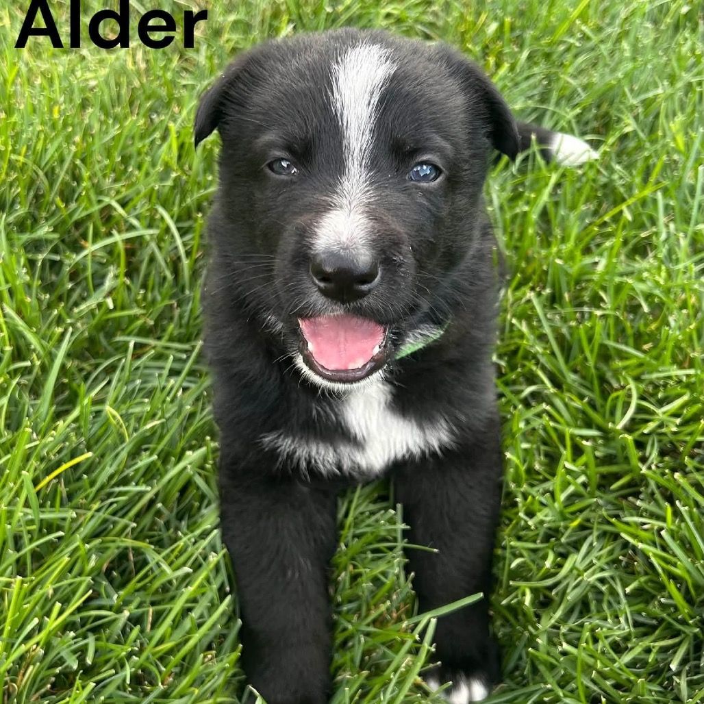 Hello my name is Alder (green)
