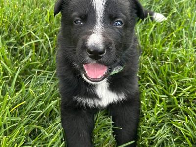 Hello my name is Alder (green)
