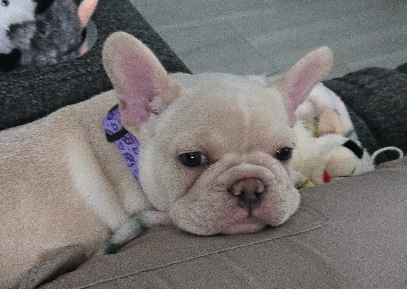 AKC French Bulldog Puppy