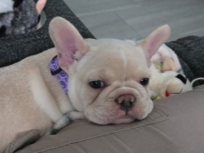 AKC French Bulldog Puppy