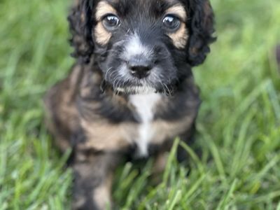 Cockapoo Cocker Spaniel Doodle
