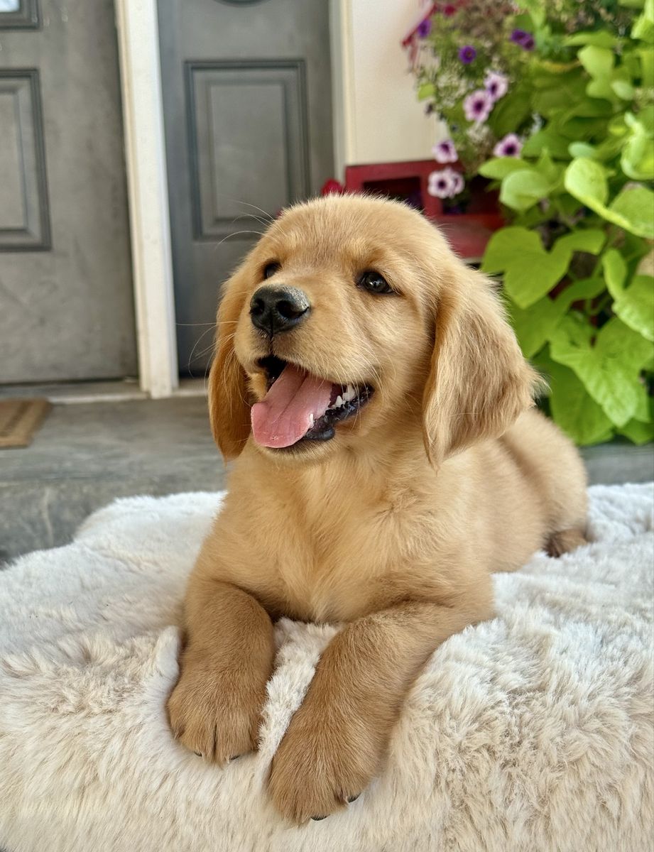 AKC Golden Retriever Puppies