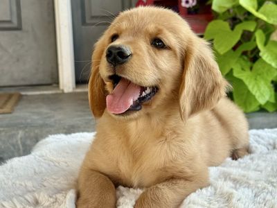 AKC Golden Retriever Puppies