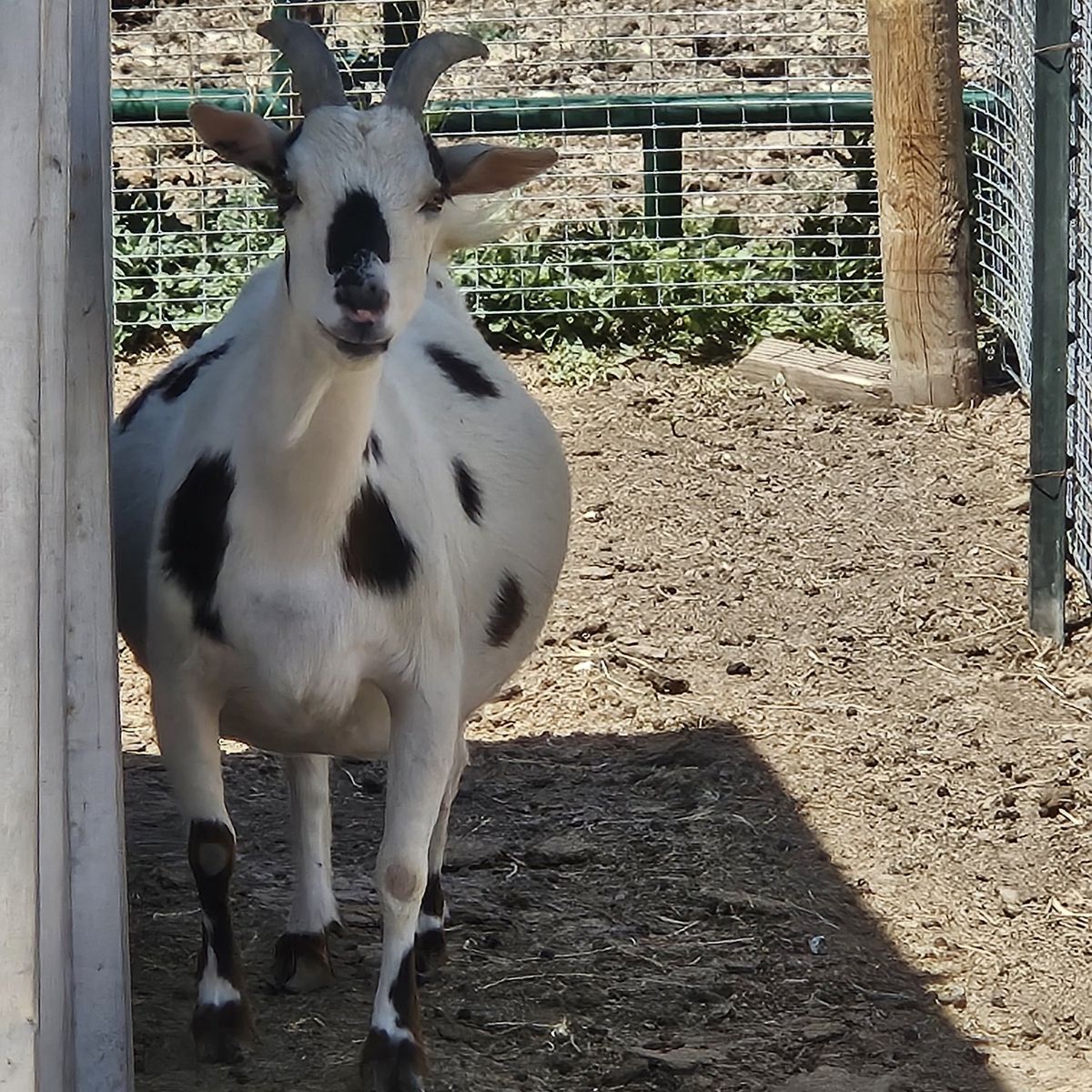 Goats female: Nubian & Nigerian dwarf