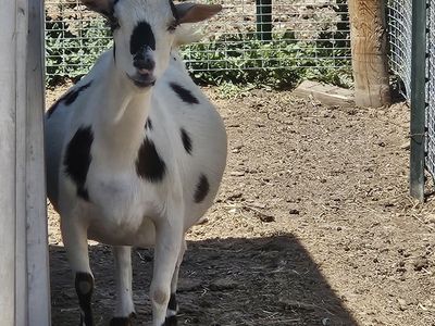 Goats female: Nubian & Nigerian dwarf