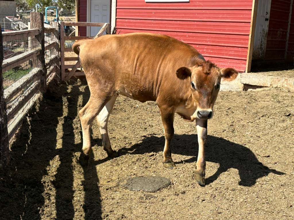 A2A2 Jersey Heifer