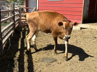 A2A2 Jersey Heifer
