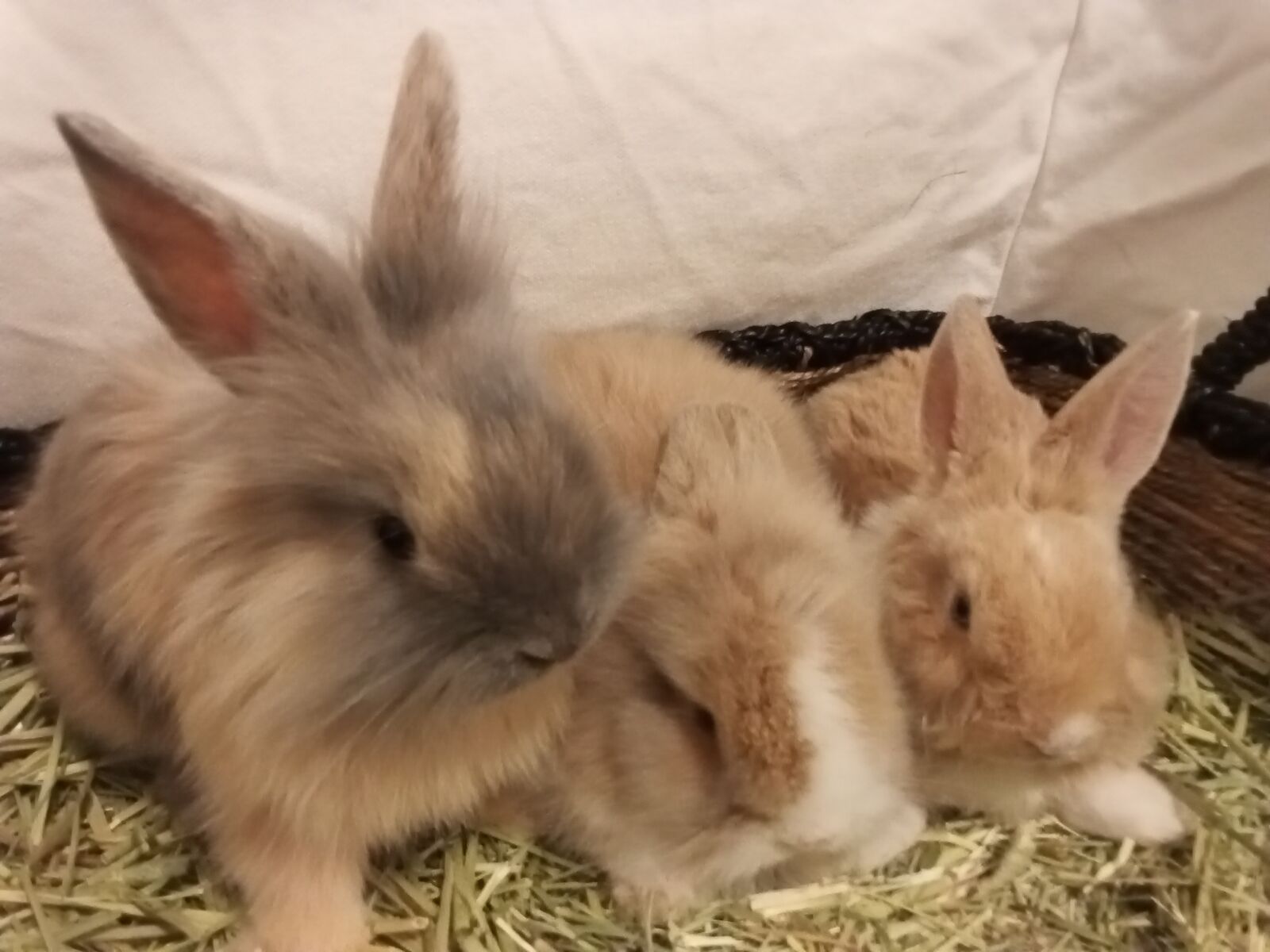 Adorable Lionhead Baby Bunnies – Highly Socialized