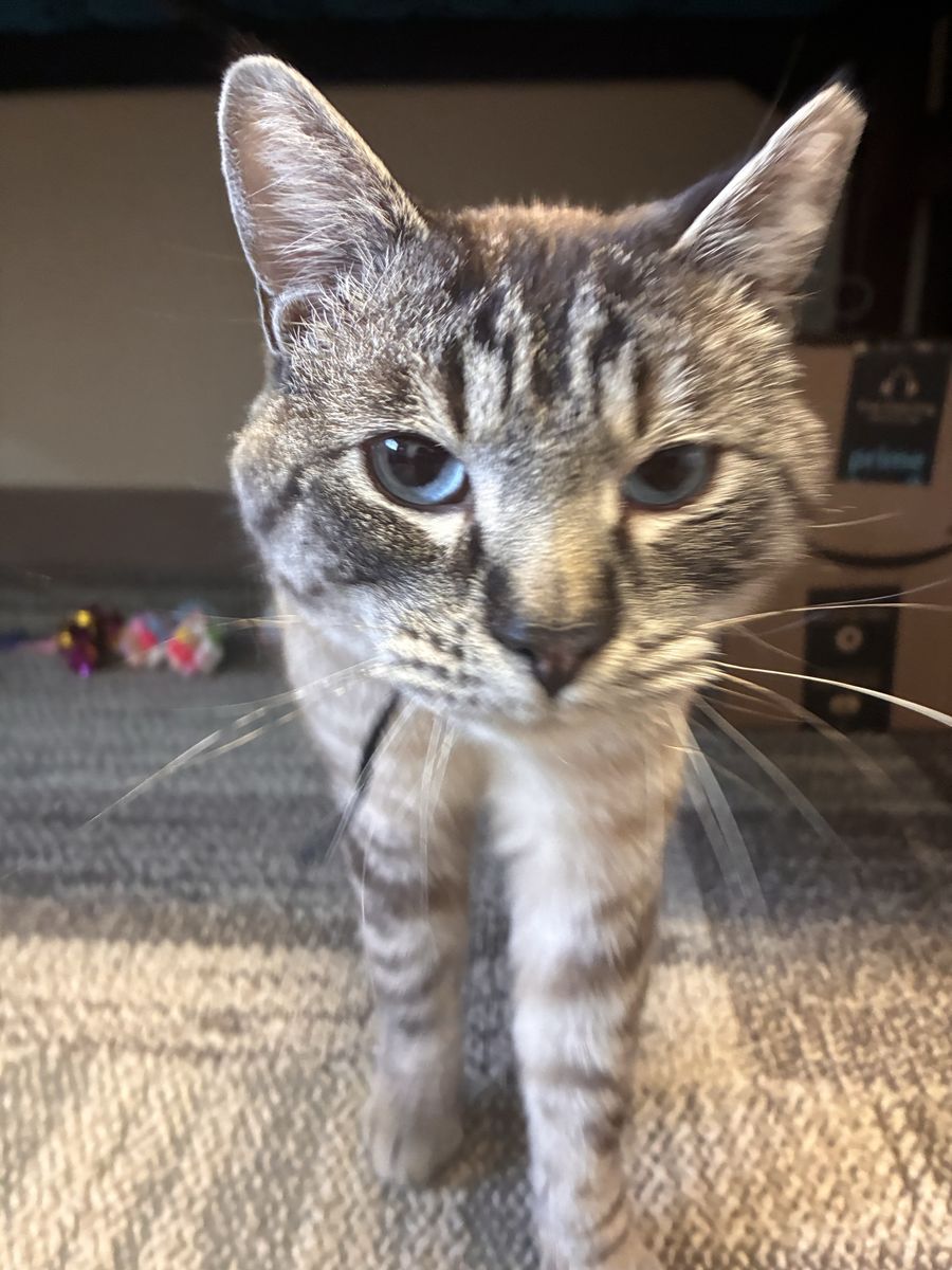 Denali the Cuddle King  Looking for His Forev