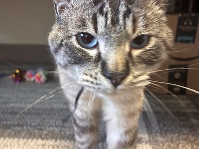 Denali the Cuddle King Looking for His Forev