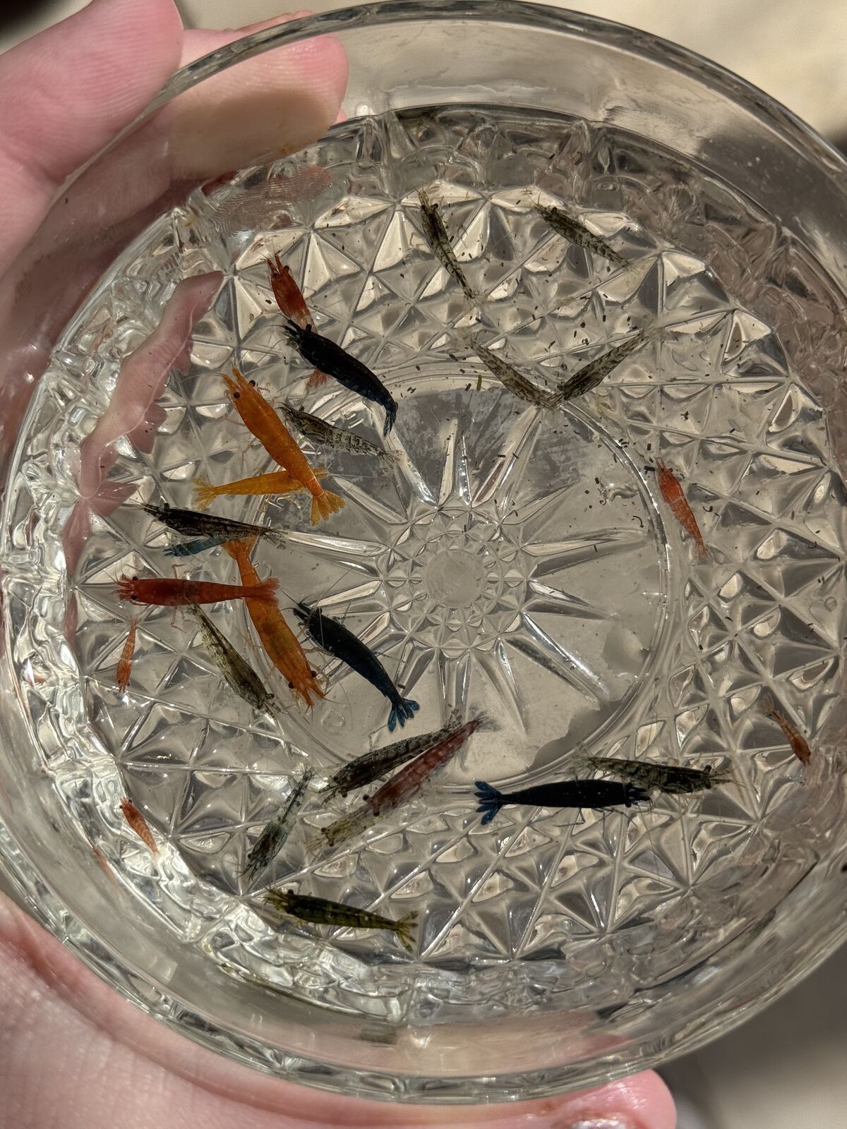 Neocaridina- Utah Tap Water Bred