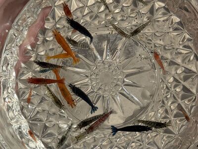 Neocaridina- Utah Tap Water Bred