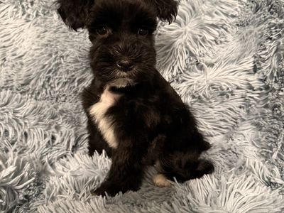 Miniature Schnauzer Female