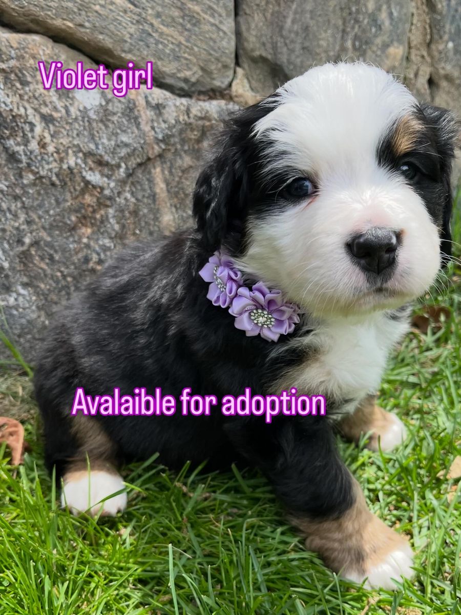Bernese Mountain Dog Puppies