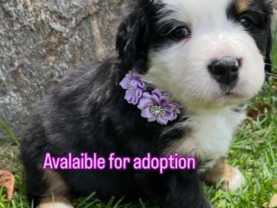 Bernese Mountain Dog Puppies